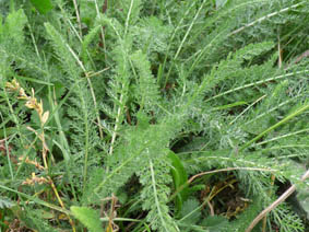 Achillea millefolium